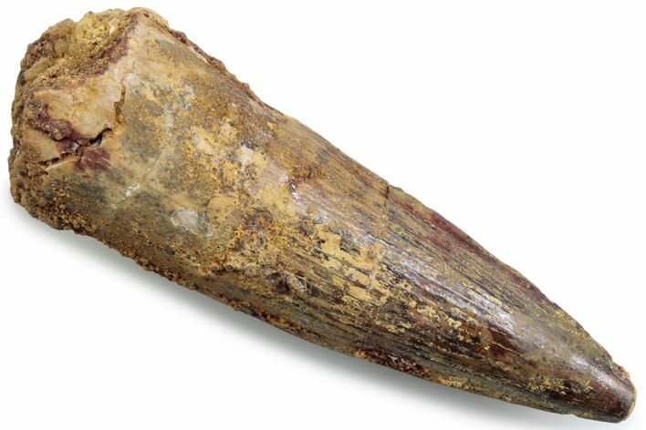 Fossil Spinosaurus Tooth - Real Dinosaur Tooth #383463